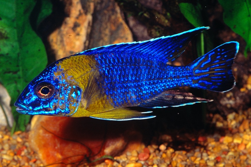 Aulonocara stuartgranti 'Chitimba Bay (Shallow)'